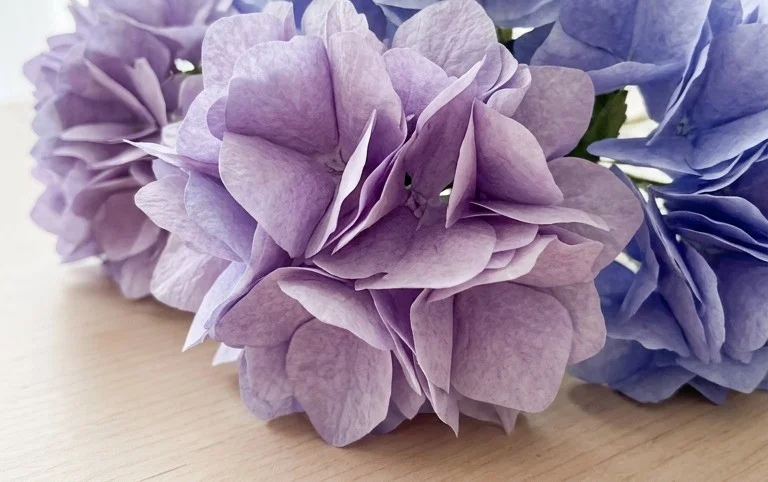 Coffee Filter Hydrangeas